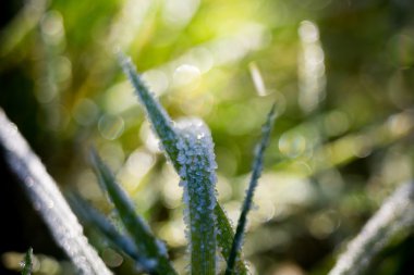 hoarfrost yeşil çim