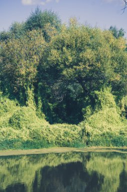 Orman Retro yapraklı asma