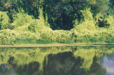 Orman Retro yapraklı asma