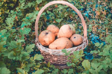 Sepet armut çimenlerin üzerinde