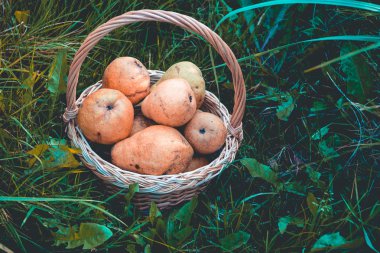 Sepet armut çimenlerin üzerinde