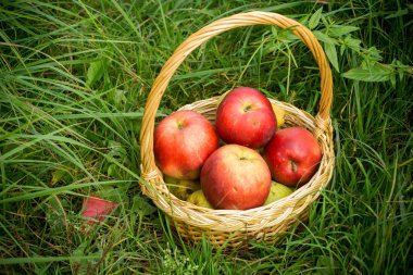 Çimenlerin üzerinde kırmızı elma sepeti