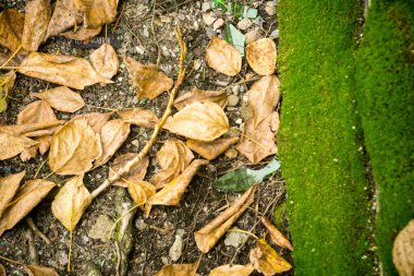 Çimlere düşen yapraklar