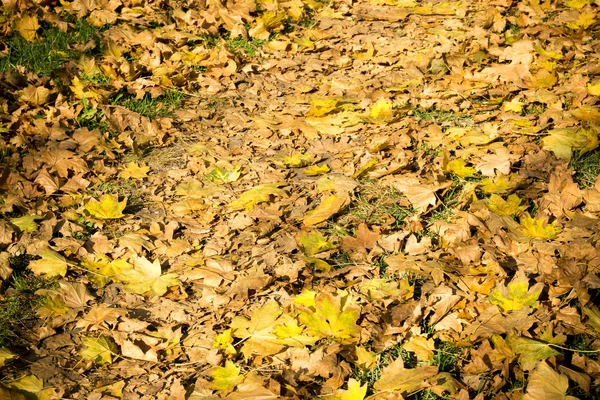 Dedaunan musim gugur di tanah — Stok Foto