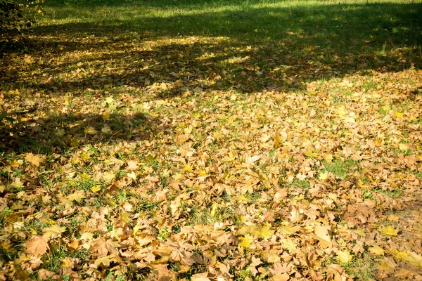 Осенние листья на земле — стоковое фото