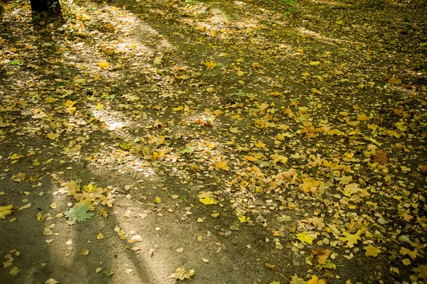 Hojas de otoño en el suelo — Foto de Stock