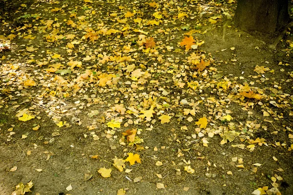 Herfstbladeren op de grond — Stockfoto