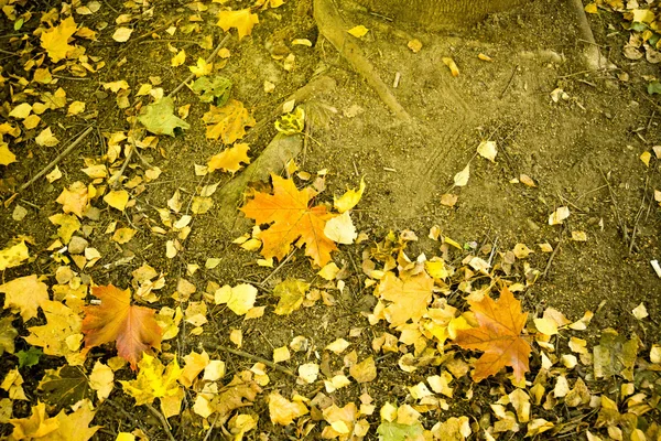 Φθινοπωρινά φύλλα στο έδαφος — Φωτογραφία Αρχείου