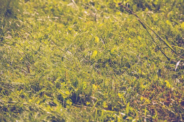 Фон зеленої трави Ретро — стокове фото