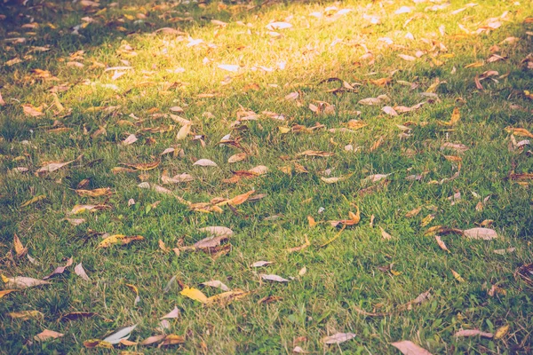 Bakgrund av ett grönt gräs Retro — Stockfoto