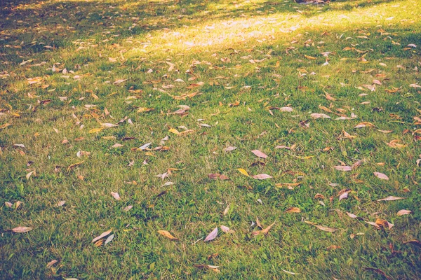 Hintergrund eines grünen Gras-Retro — Stockfoto