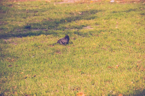 緑の草のレトロの背景 — ストック写真