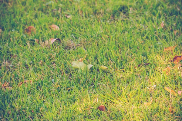 Hintergrund eines grünen Gras-Retro — Stockfoto