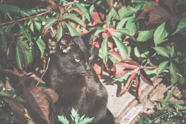 Svart katt på marken — Stockfoto