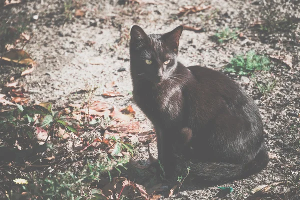 Gato negro en el suelo — Foto de Stock