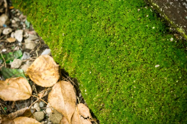 Feuilles tombées sur l'herbe — Photo