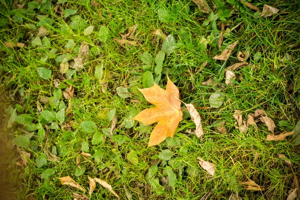 Folhas caídas na grama — Fotografia de Stock