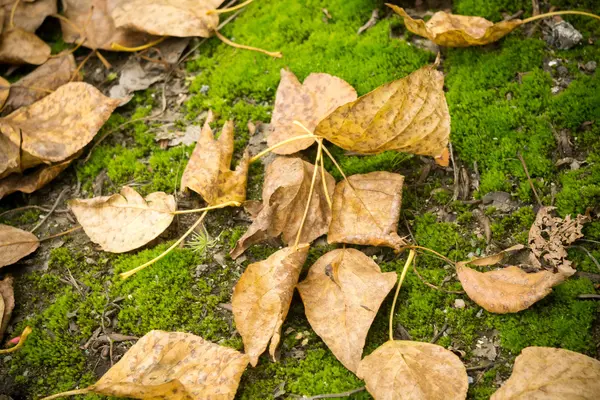 Çimlere düşen yapraklar — Stok fotoğraf