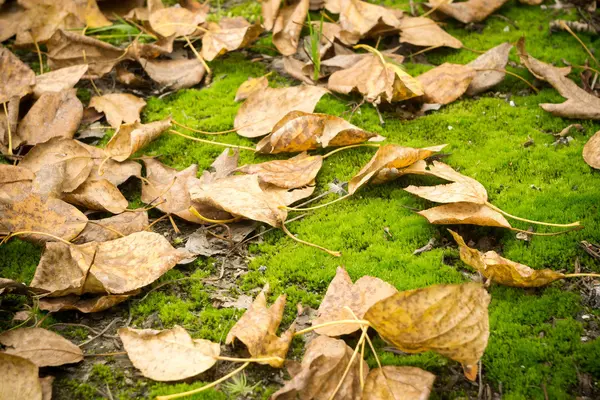 Foglie cadute sull'erba — Foto Stock