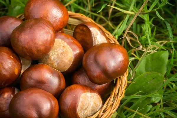 Castanhas frescas na grama — Fotografia de Stock