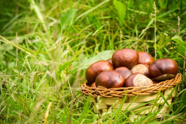 Verse kastanjes op gras — Stockfoto