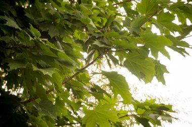 sonbahar ağaç dalları