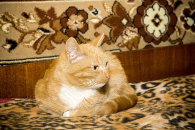 Tatlı kızıl kedi.