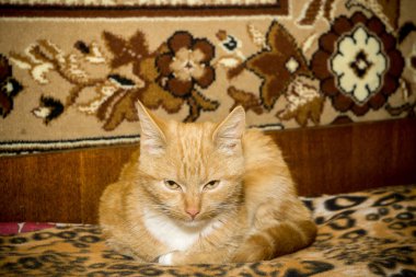 Tatlı kızıl kedi.