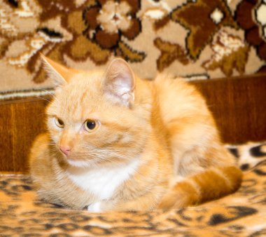 Tatlı kızıl kedi.