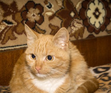 Tatlı kızıl kedi.