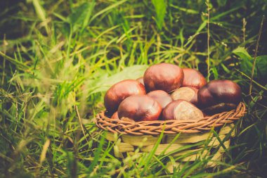 Çim Retro üzerinde taze kestane