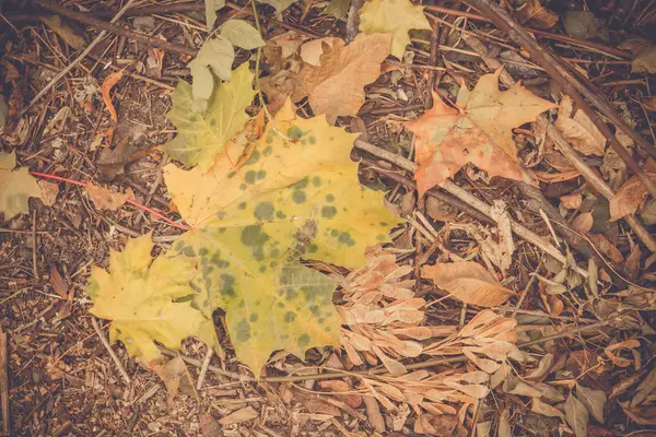 Efterårsblade på jorden Retro - Stock-foto