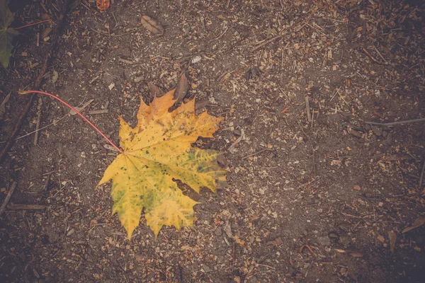 秋天的叶子在地面复古 — 图库照片