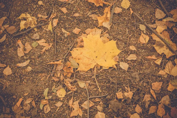 Φθινοπωρινά φύλλα στο έδαφος ρετρό — Φωτογραφία Αρχείου