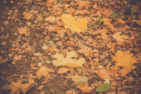 Folhas de outono no chão retro — Fotografia de Stock
