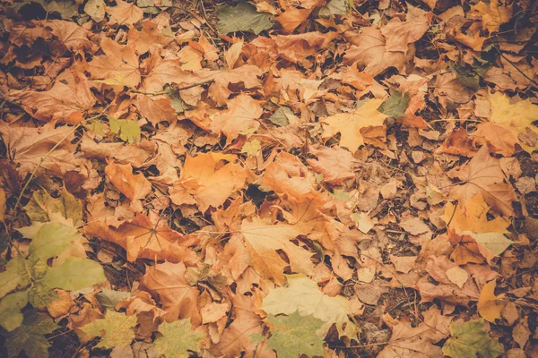 Hojas de otoño en el suelo Retro — Foto de Stock