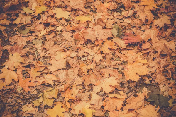 Hojas de otoño en el suelo Retro — Foto de Stock