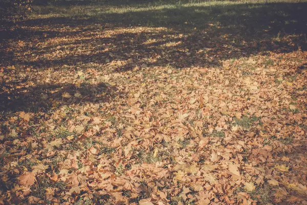 Осенние листья на земле ретро — стоковое фото