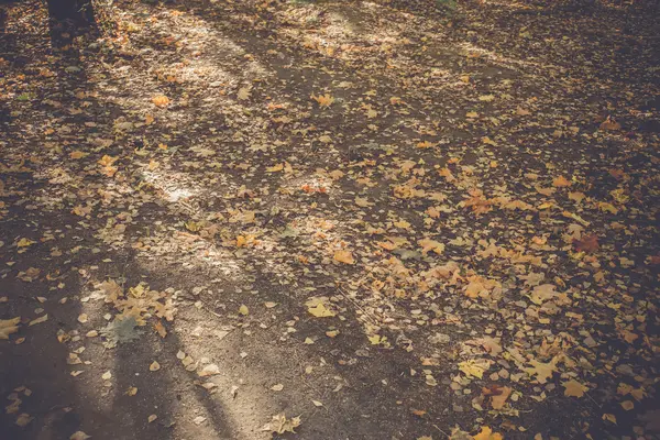 Hojas de otoño en el suelo Retro — Foto de Stock