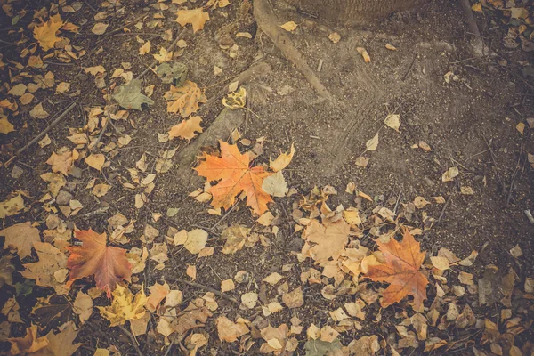 Feuilles d'automne au sol Rétro — Photo