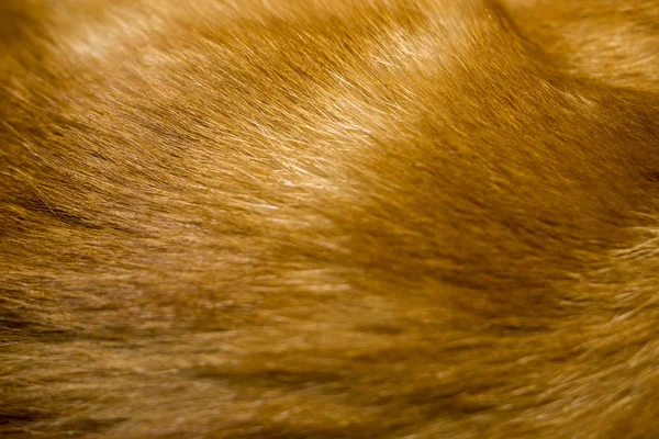 Textura de pele de gato vermelho — Fotografia de Stock
