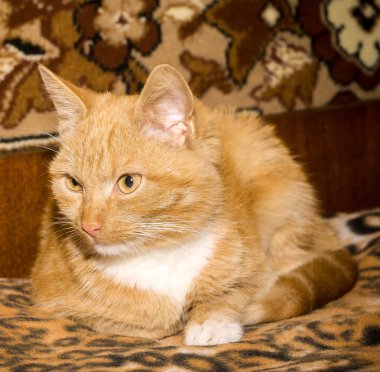 Tatlı kızıl kedi.