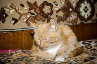 Tatlı kızıl kedi.