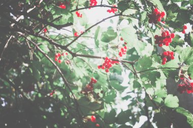 Rowan dalları meyveleri Retro ile