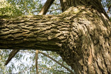 Yapraklı ağaç dalları