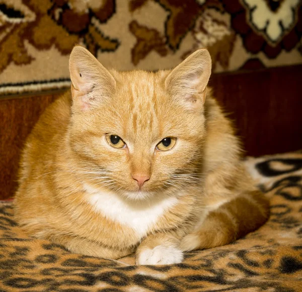 귀여운 생강 고양이 — 스톡 사진