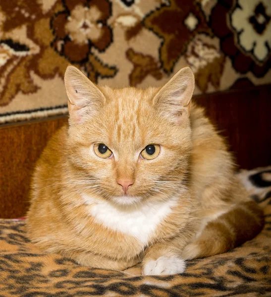 Lindo gato jengibre —  Fotos de Stock