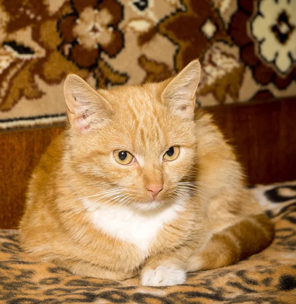 Милий кіт імбиру — стокове фото