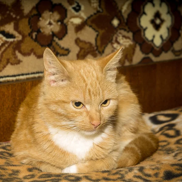 Gato de gengibre bonito — Fotografia de Stock