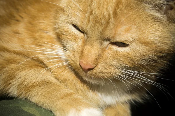 Retrato de Ginger Cat — Fotografia de Stock